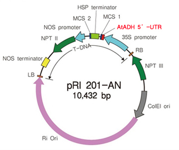 植物用双元载体pRI 201-AN DNA