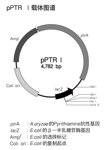 大肠杆菌-真菌穿梭载体 pPTR I DNA