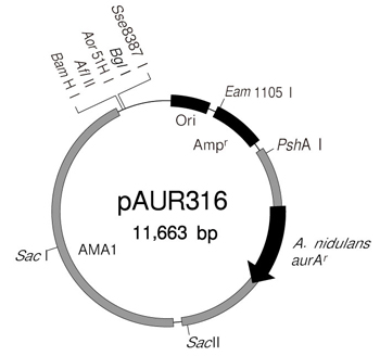 酵母菌穿梭载体pAUR316 DNA
