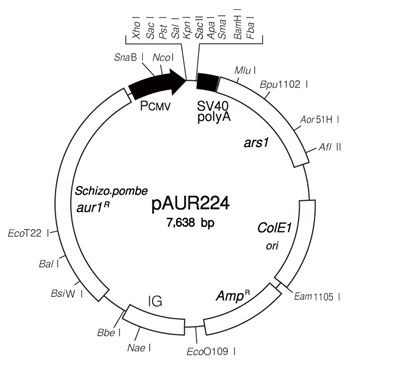 酵母菌穿梭载体pAUR224 DNA