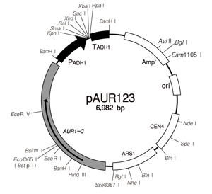 酵母菌穿梭载体pAUR123 DNA