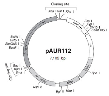 酵母菌穿梭载体pAUR112 DNA