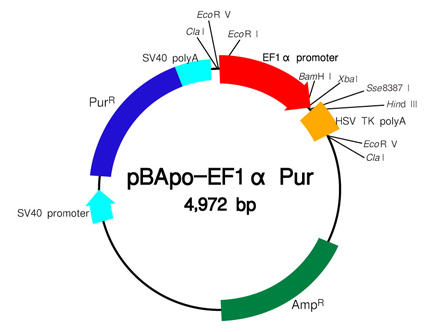 哺乳动物细胞表达载体pBApo-EF1α Pur DNA