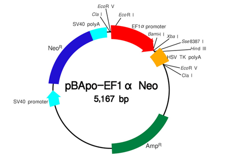 哺乳动物细胞表达载体pBApo-EF1α Neo DNA