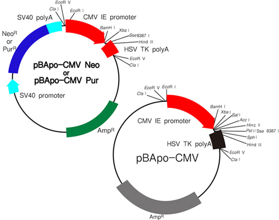 哺乳动物细胞表达载体pBApo-CMV Vector Series