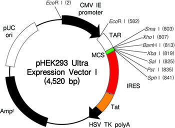 哺乳动物细胞表达载体pHEK293 Ultra Expression Vector