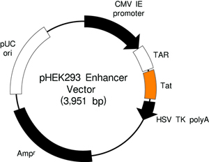 哺乳动物细胞表达载体pHEK293 Ultra Expression Vector