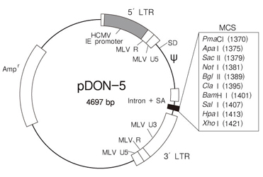 逆转录病毒载体pDON-5 DNA