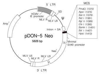 逆转录病毒载体pDON-5 Neo DNA