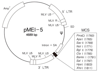 逆转录病毒载体pMEI-5 DNA