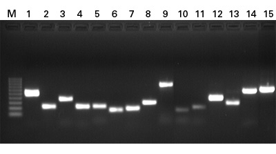 干细胞多能性评估PCR试剂盒Pluripotency Check