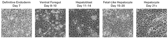 分化获取肝细胞试剂盒Cellartis Hepatocyte Differentiation Kit