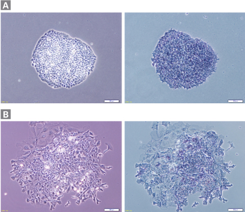 小鼠ES/iPS细胞培养基Mouse ES and iPS cell culture medium (3i)