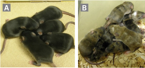 小鼠ES/iPS细胞培养基Mouse ES and iPS cell culture medium (3i)