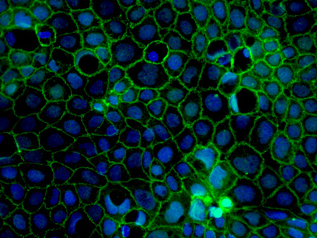 小肠上皮细胞Human Stem Cell Derived Intestinal Epithelial Cells