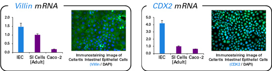 小肠上皮细胞Human Stem Cell Derived Intestinal Epithelial Cells