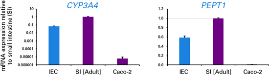 小肠上皮细胞Human Stem Cell Derived Intestinal Epithelial Cells