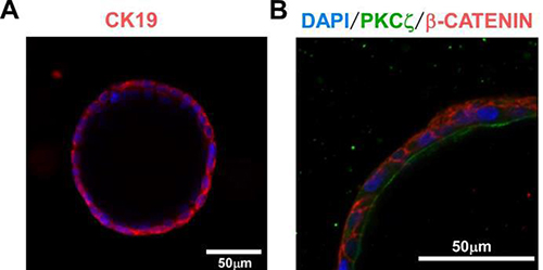 iPS向肝脏细胞定向分化操作系统iPS Cell to Hepatocyte Differentiation System