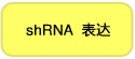 shRNA表达载体pSINsi vector series