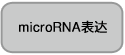 广谱型Small RNA提取试剂RNAiso for Small RNA