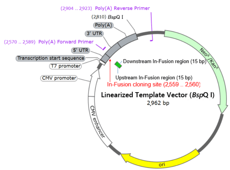 mRNA体外转录专用载体Template Vector (BspQ I) for T7 mRNA Synthesis