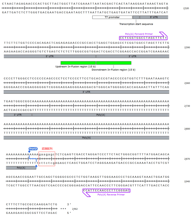 mRNA体外转录专用载体Template Vector (BspQ I) for T7 mRNA Synthesis