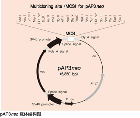 cDNA文库cDNA Library,Mouse Spleen