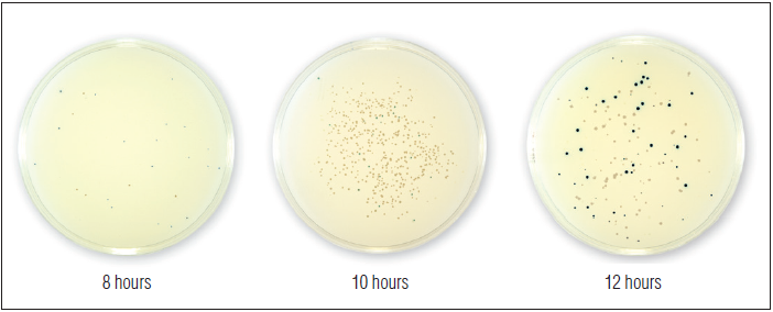 NEB Turbo E. coli 感受态细胞（高效级）                               #C2984H 20 x 0.05 ml