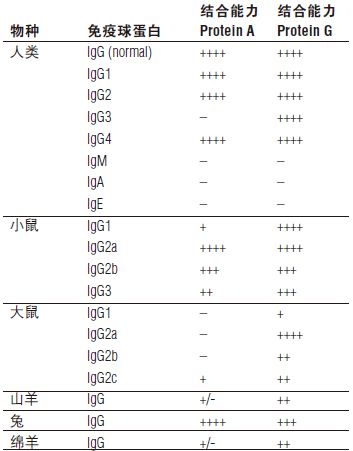 Protein A 磁珠                               #S1425S 1 ml