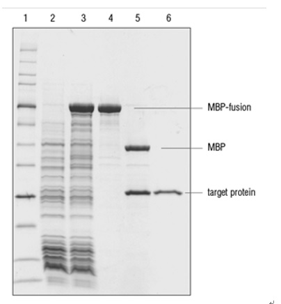 NEBExpressTM MBP 融合表达及纯化系统                               #E8201S 1 set