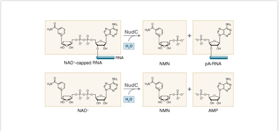 NudC 焦磷酸酶                                    #M0607S 250 pmol