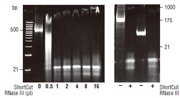 ShortCut®  RNase III                                  #M0245L 1,000 units