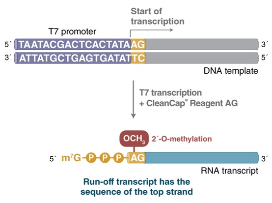 HiScribe™ T7 mRNA 合成试剂盒（含 CleanCap® Reagent AG）                               #E2080S 20 次反应