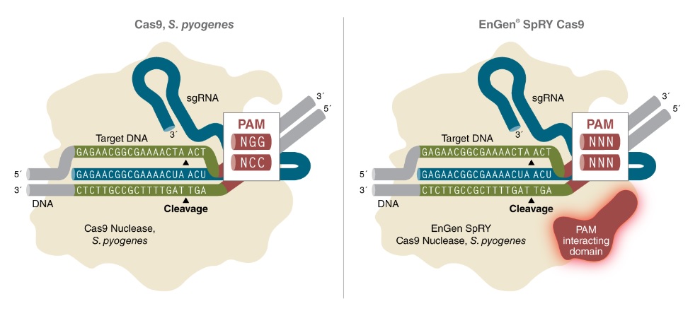 EnGen® SpRY Cas9 核酸酶                               #M0669M 2500 pmol