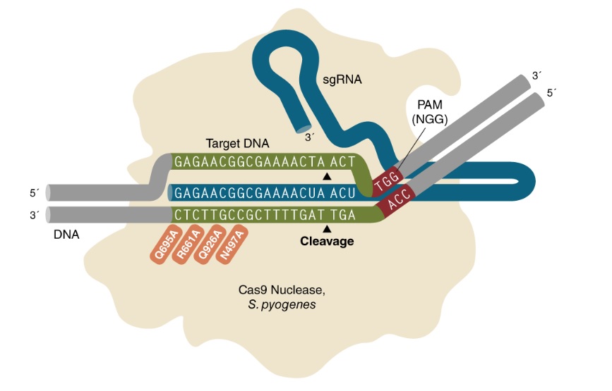 EnGen® Spy Cas9 HF1 高保真核酸酶                               #M0667M 2500 pmol