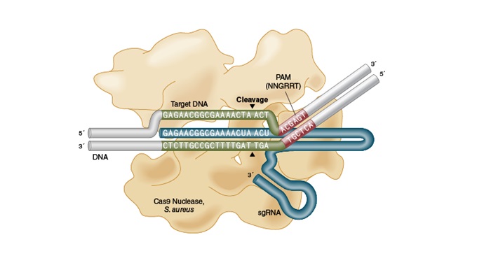 EnGen® Sau Cas9 核酸酶                                   #M0654S 70 pmol