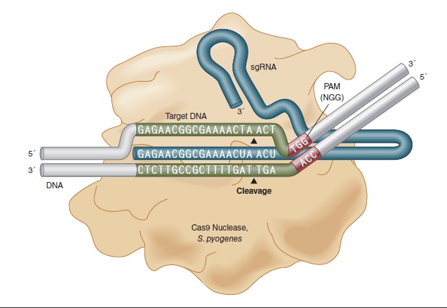 Spy Cas9 核酸酶                                   #M0386M 2500 pmol