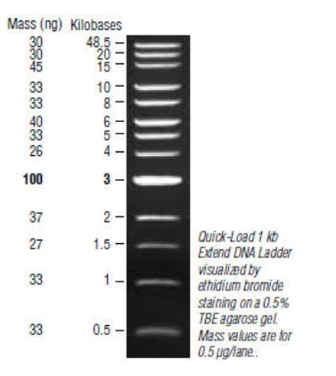 Quick-Load 1 kb Extend DNA Ladder                               #N3239S 125 gel lanes