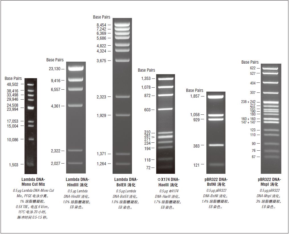 Lambda DNA-Mono Cut Mix                               #N3019S 100 gel lanes