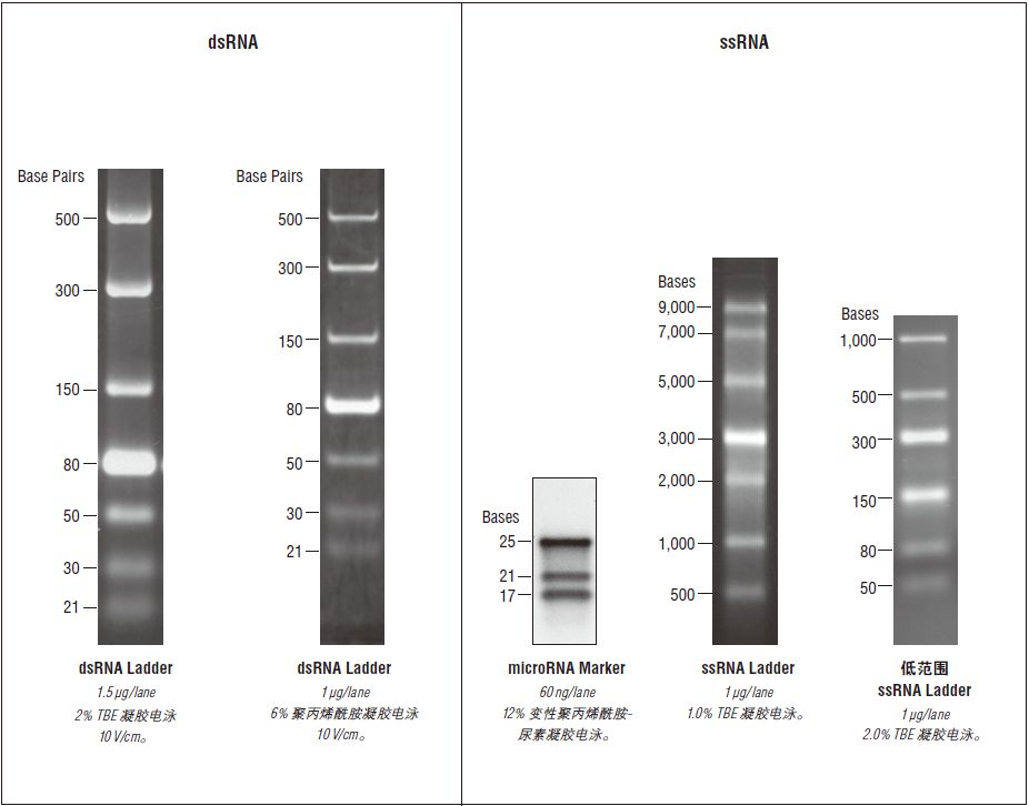 microRNA Marker                               #N2102S 100 gel lanes