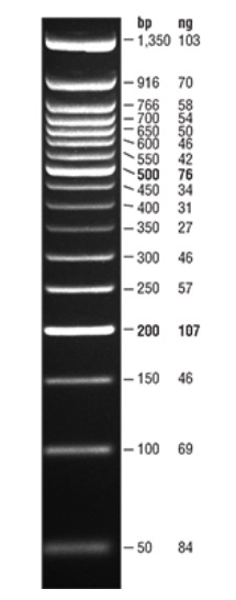 Quick-Load 紫色 50 bp DNA Ladder                               #N0556S 125–250 gel lanes