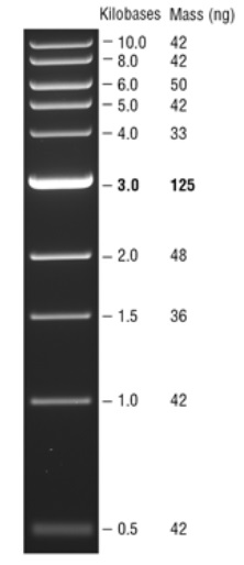 Quick-Load 紫色 1 kb DNA Ladder                               #N0552L 375 gel lanes