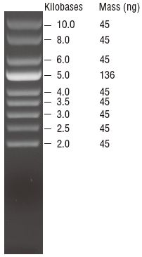 超螺旋 DNA Ladder                               #N0472S 100 gel lanes