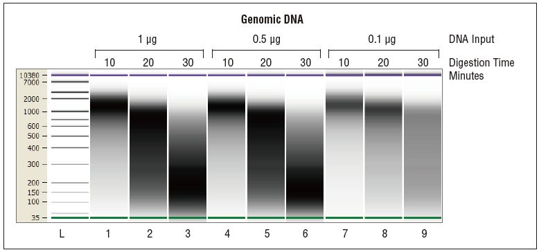 NEBNext DNA 双链片段化酶®                                 #M0348L 250 次反应