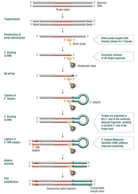 NEBNext Direct® BRCA1/BRCA2 Panel                               #E6627L 24 reactions