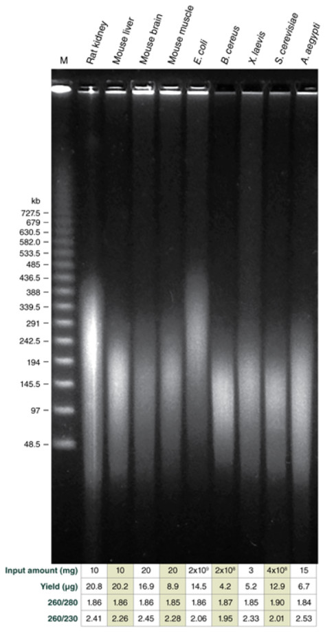 Monarch® 高分子量 DNA 提取试剂盒（组织）                               #T3060L 50 preps