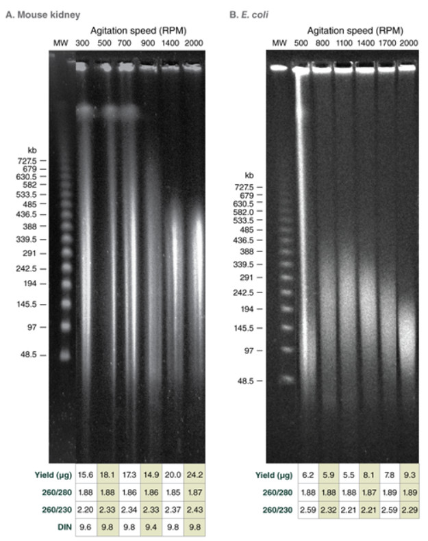 Monarch® 高分子量 DNA 提取试剂盒（组织）                               #T3060L 50 preps