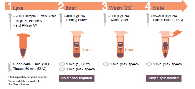 Monarch 基因组 DNA 洗涤缓冲液                               #T3015L 60 ml