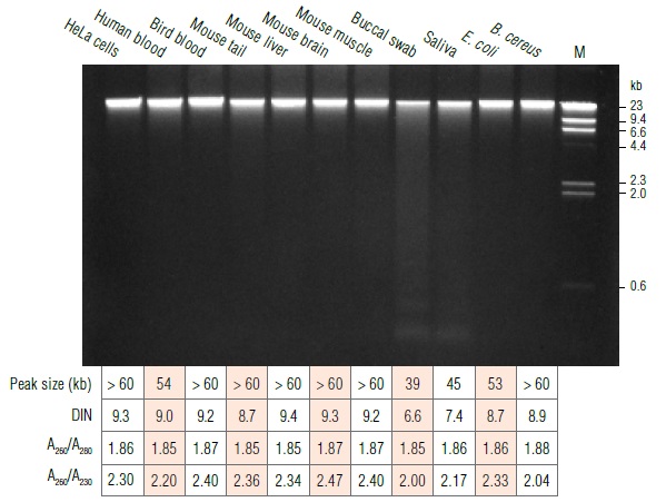 Monarch 基因组 DNA 血液裂解缓冲液                               #T3013L 20 ml