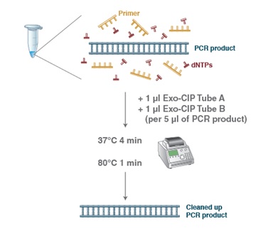 Exo-CIP™ 快速 PCR 纯化试剂盒                               #E1050L 400 reactions